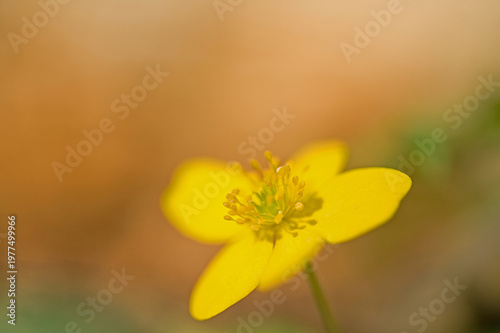 macro of a yellow wood anemone flower in a forest in spring