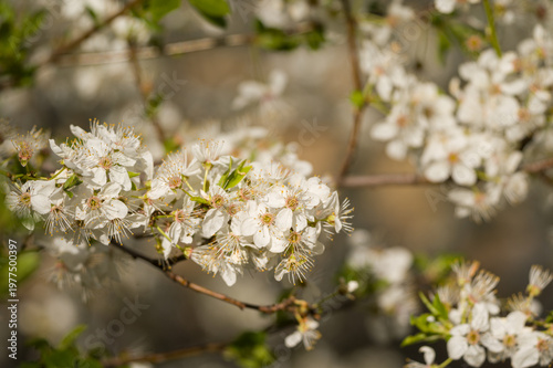 withe flowering bush in spring