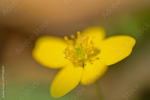 macro of a yellow wood anemone flower in a forest in spring