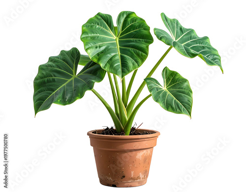 Large, lush, green tropical plant with veined leaves in a pot