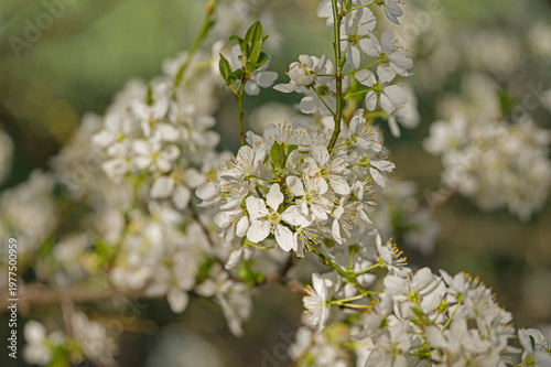 withe flowering bush in spring