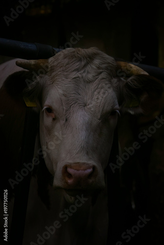 Aufnahme eines Bullenkopfes in minimalistischem Licht.