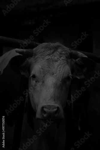 Schwarzweißaufnahme eines Bullenkopfes, mit wenig Licht.