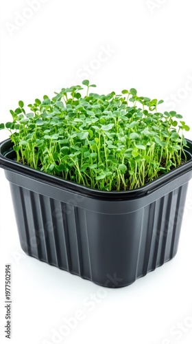 Wallpaper Mural Microgreens in a black plastic container Torontodigital.ca