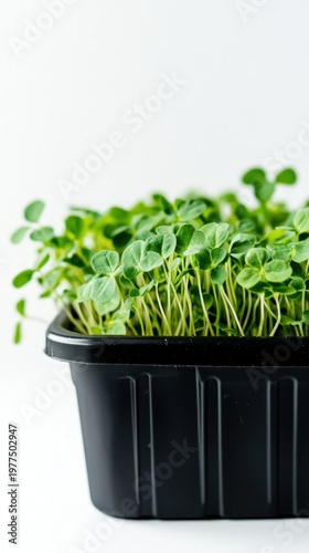 Wallpaper Mural Microgreens in a black plastic container Torontodigital.ca