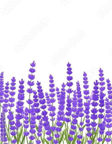 Purple lavender flowers border on white background, botanical floral frame with copy space
