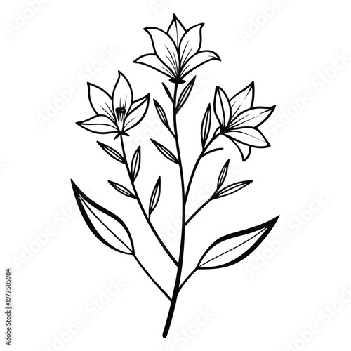 black and white flowers