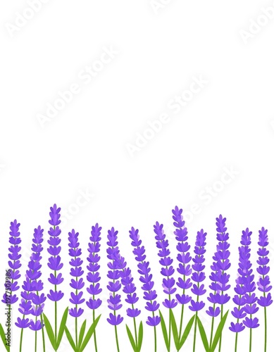 Minimalist lavender flowers border in flat vector illustration style, isolated on white background with copy space