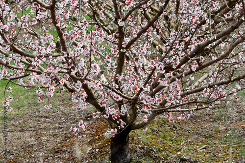 Un splendide pommier