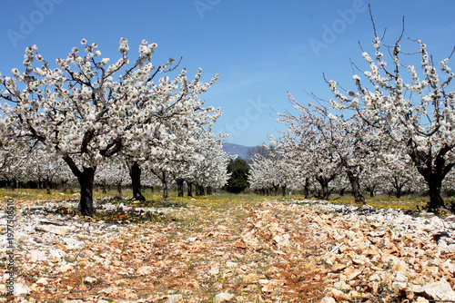 Vignoble de cerisiers dans de gros cailloux