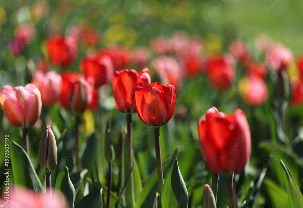 Fototapeta premium Red tulips in the garden