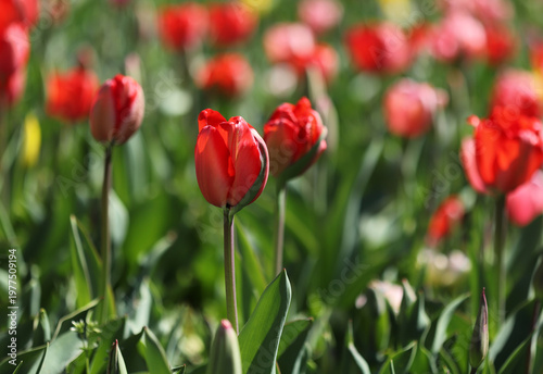 Red tulips in the garden