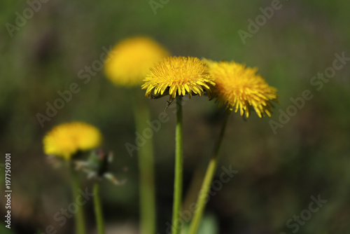 Dandelion flowers on a green background