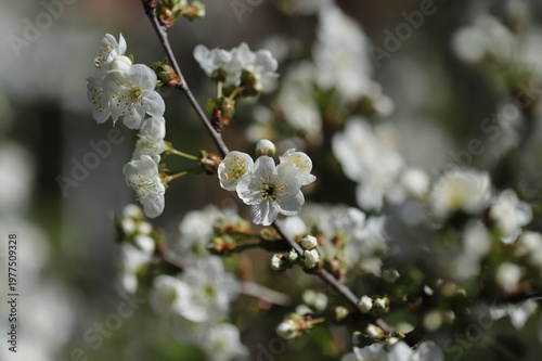 Sour cherry tree blossom close up