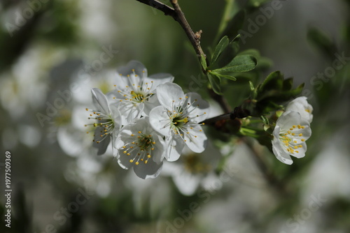 Sour cherry tree blossom close up