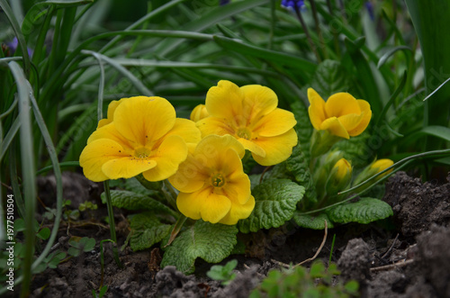 Yellow primrose flowers blooming in the spring garden.