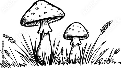 Hand-drawn of spotted mushrooms growing in grass with wheat stalks nature fungus
