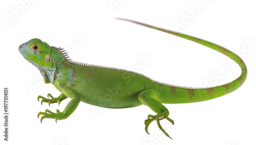 Fotografi Vibrant green iguana with spiky dorsal crest, isolated on transparent background