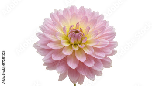Delicate pink dahlia flower with yellow center, isolated on transparent background