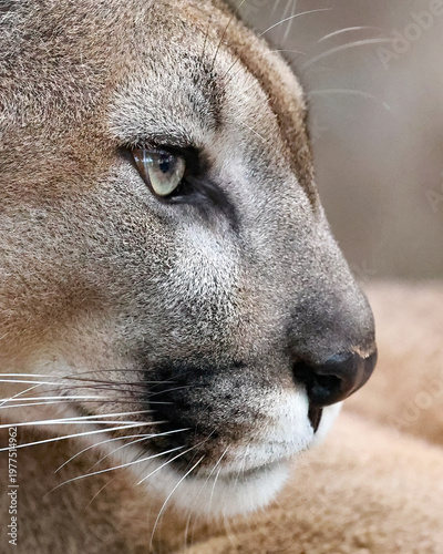 Endangered Protected Florida Panther Profile