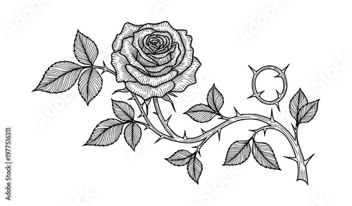 Black and white rose with thorns vector illustration