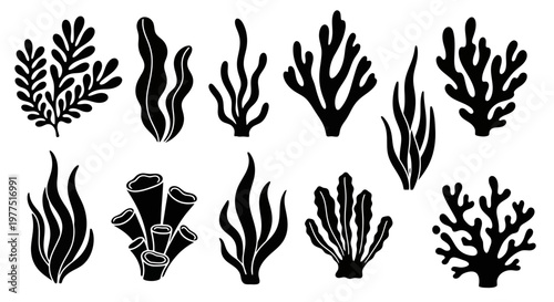 Collection of Seaweed and Coral Silhouettes Vector Illustration for Marine and Underwater Design