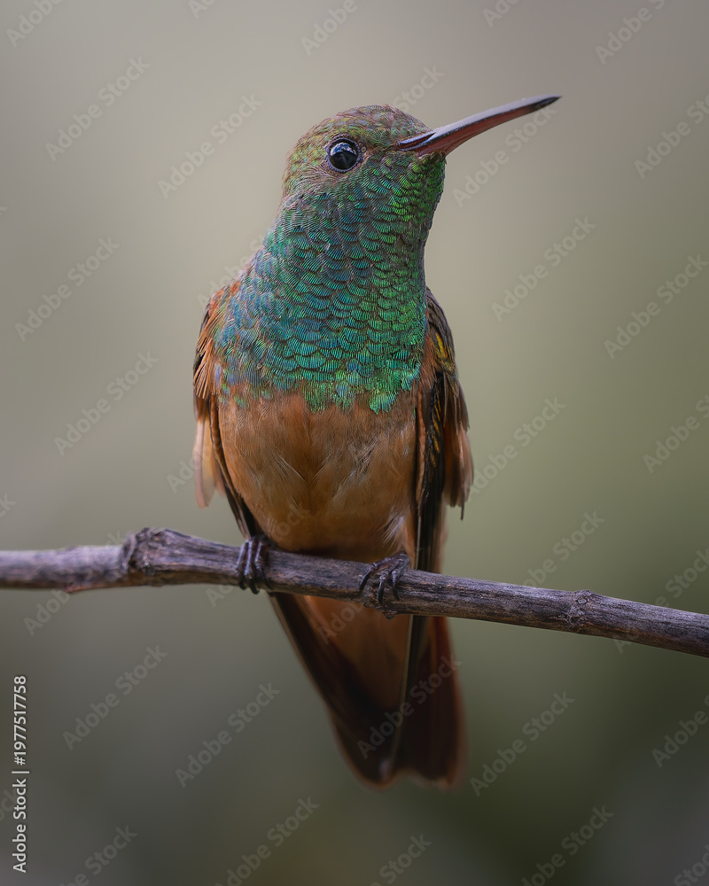 Fototapeta premium hummingbird on a branch