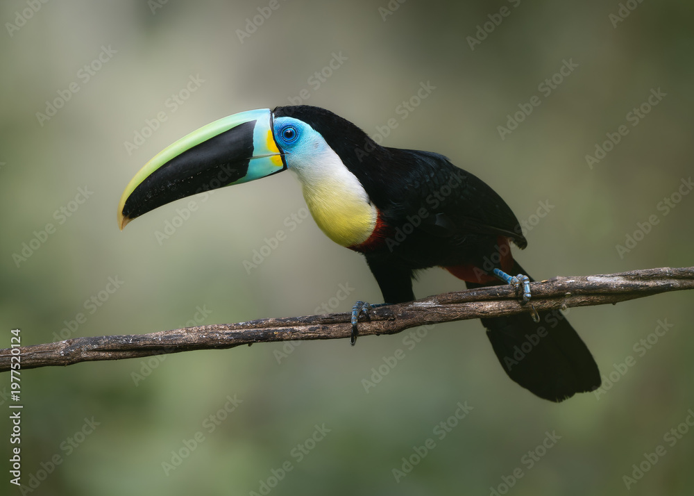 Fototapeta premium toucan on a branch