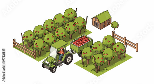 Isometric Illustration of Apple Orchard Harvest with Farmer Driving Tractor and Trailer Full of Red Apples