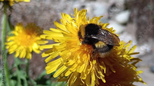 Bombus terrestris
