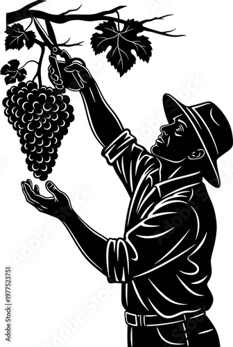 Vintage grape harvest illustration a woodcut style depiction of a farmer carefully collecting a bountiful grape harvest