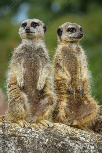 View of a meerkat in a park in France