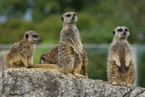 View of a meerkat in a park in France