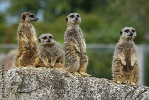 View of a meerkat in a park in France