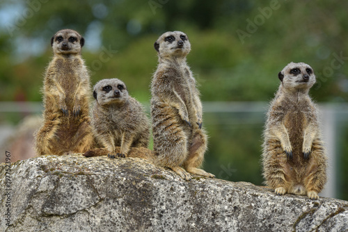 View of a meerkat in a park in France