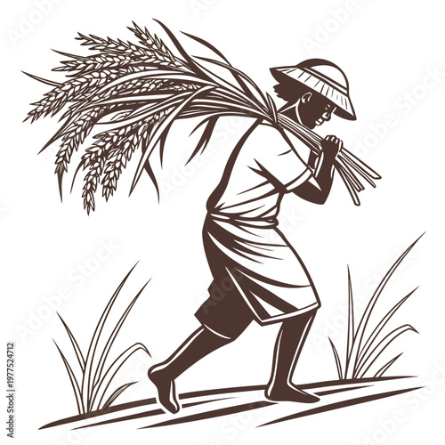 Man carrying a bundle of rice plants on his shoulder