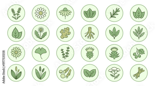 A comprehensive set of botanical line art icons depicting various natural herbs, medicinal plants, and herbal remedies, perfect for health, wellness, and organic product design