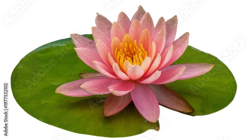 Canvastavla Isolated beautiful pink water lily flower with vibrant yellow center on a green lily pad, blooming