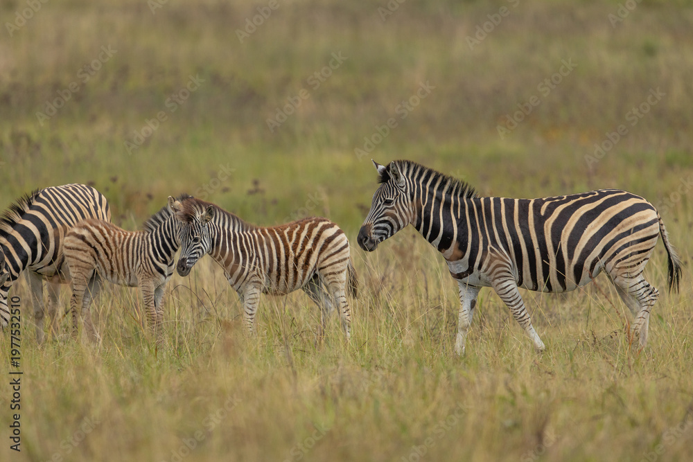 Obraz premium A plains zebra (Equus quagga) with two foals grazing on grass in the African bush