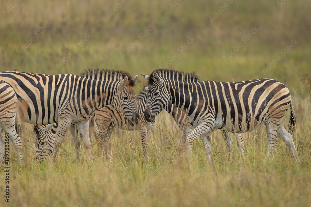 Obraz premium Plains zebras (Equus quagga) grazing on grass in the African bush