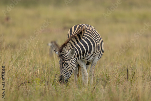A plains zebra (Equus quagga) grazing on grass in the African bush