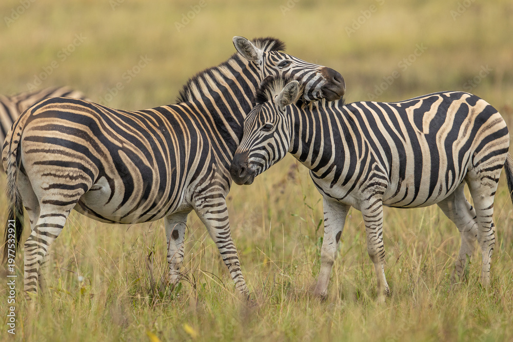 Obraz premium Two plains zebra (Equus quagga) rubbing against each other affectionately in the African bush
