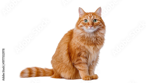 Isolated fluffy ginger domestic cat with beautiful green eyes sitting and looking at camera