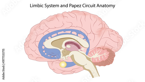 Limbic System and Papez Circuit Anatomy
Diagram illustrating the limbic system and Papez circuit involved in emotion and memory processing.