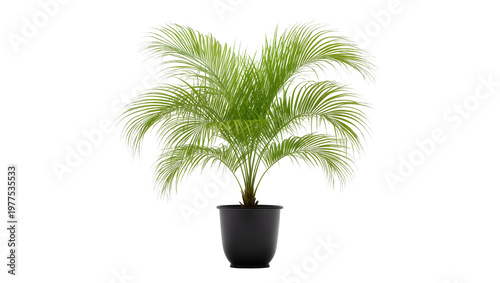 Foto Isolated Areca palm houseplant with lush green leaves in a dark pot for home dec