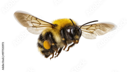 Isolated fluffy bumblebee flying in detailed high resolution, showcasing its intricate wings and fur