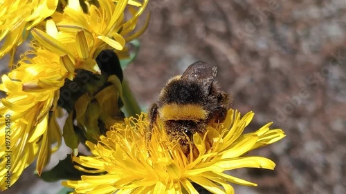Bombus terrestris