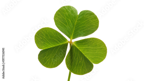 Фотография Isolated vibrant green four-leaf clover, a symbol of good luck and fortune in na