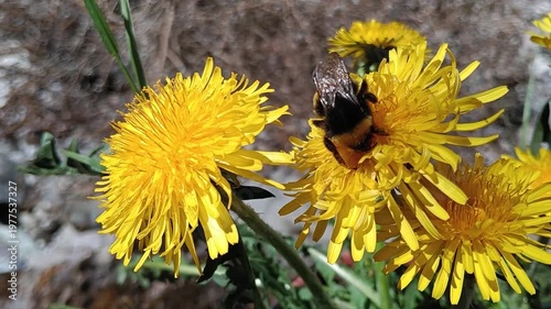 Bombus terrestris