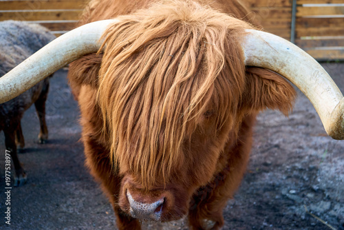 Close up of a calm bull s muzzle isolated against a neutral background featuring a frontal view of the head